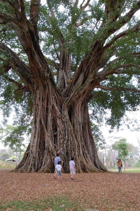 balete tree in english|Iba pa.